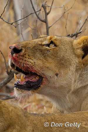 Lion_Z2F3441