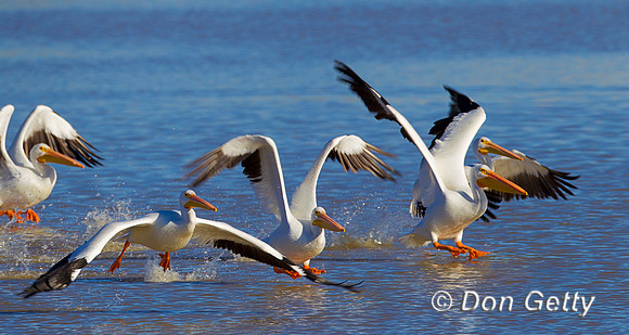 Pelican_Wht_Z2F2734
