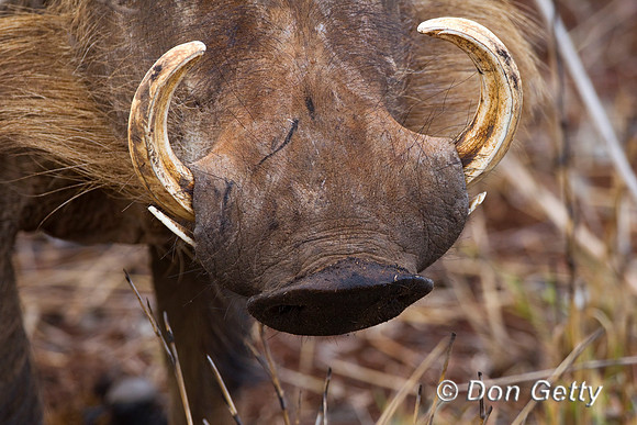 Warthog_Z2F6696