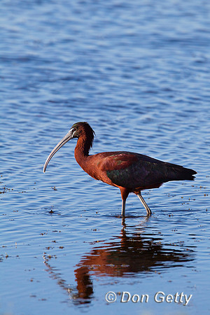 Ibis_Gl_Z2F9908