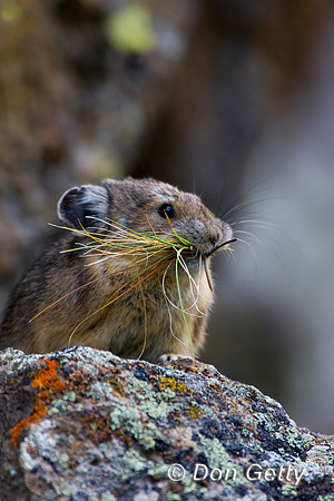 Pika_R8D8798
