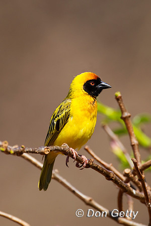 Weaver_Msk_Z2F1673