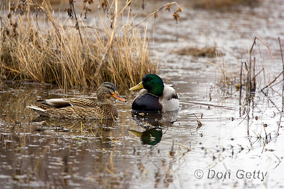 Mallard_R8D1908