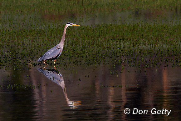 Heron_GB_MG_5809
