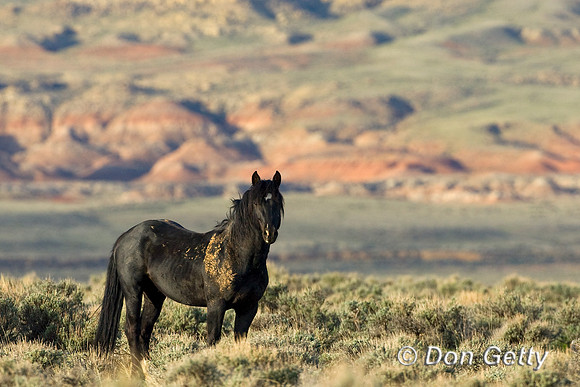 Horse_D4B7465