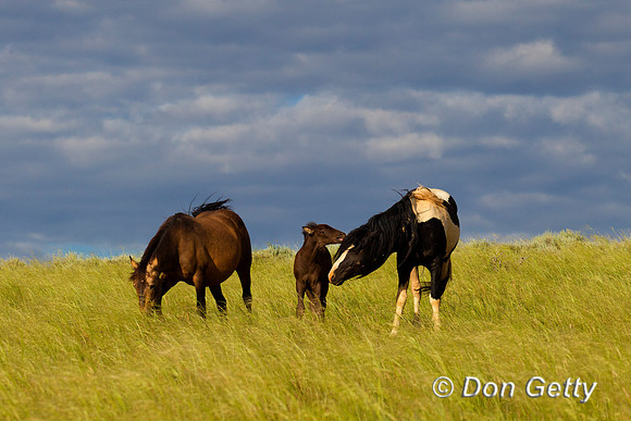 Horse_Z2F6502