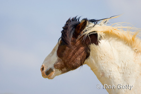 Horse_D4B6956