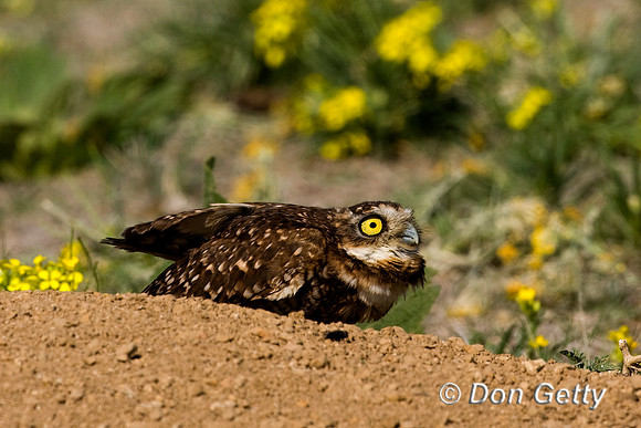 Owl_Brrw_D4B9072