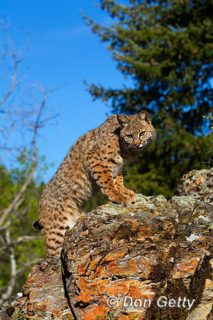 Bobcat_BZ2F2566