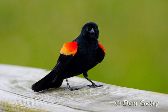 Red-winged Blackbird