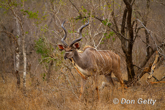 Kudu_G_MG_5427