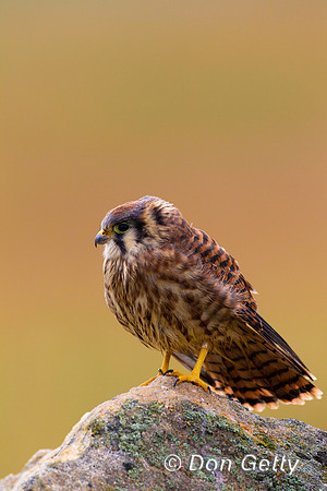 Kestrel_BZ2F6590