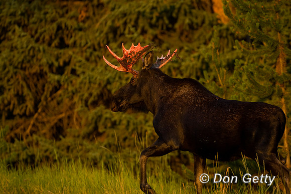 Moose_D4B7444