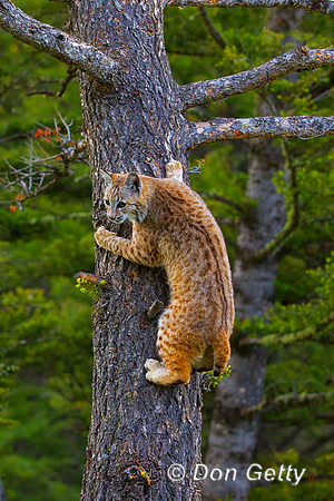 Bobcat_Z2F1731