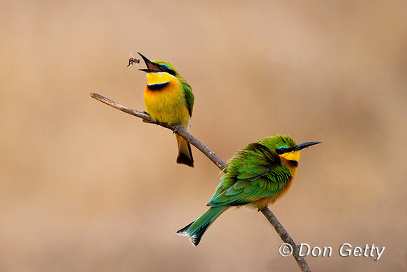 Bee-eater_L_Z2F8991