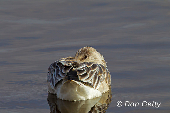 Snow Goose