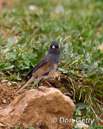 Junco_DE_MG_6537