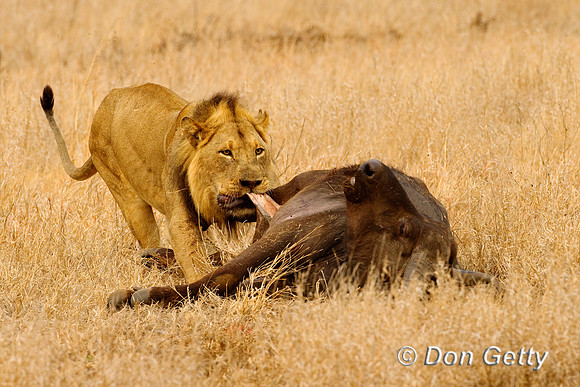 Lion_Z2F7921