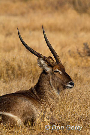Waterbuck_C_Z2F8552