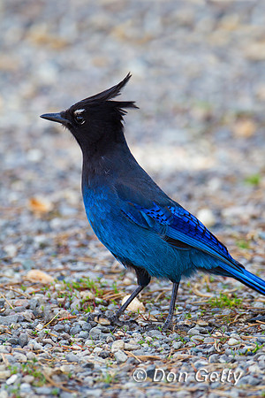 Jay_Stlr_Z2F6041