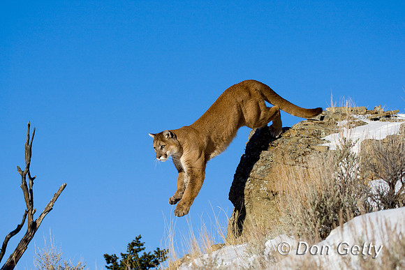 Mt_Lion_D4B9801