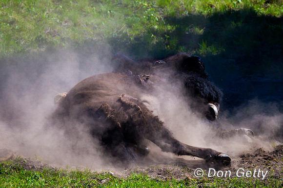 Bison_Z2F4714