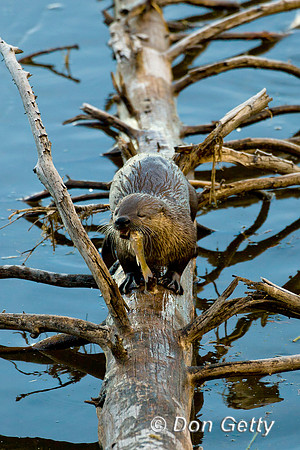 River Otter