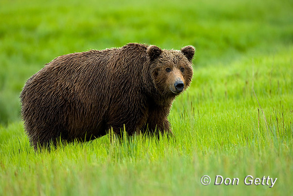 Brown Bear