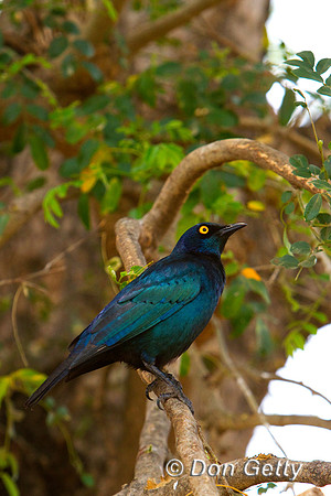 Starling_BE_MG_3291