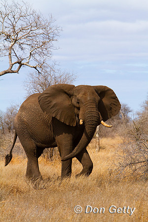 Elephant_MG_3688