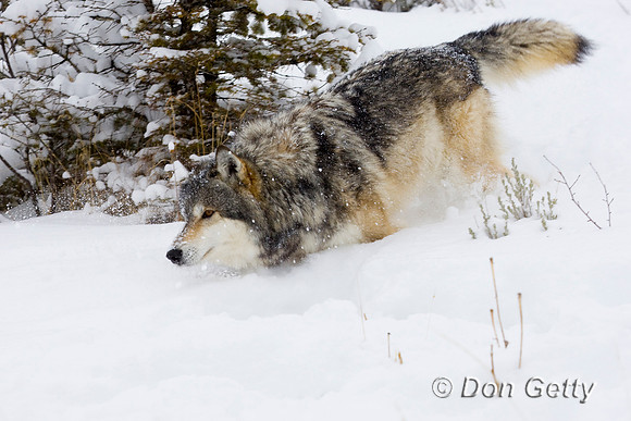 Wolf_D4B3648