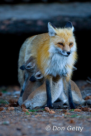 Fox_Red_D4B7848