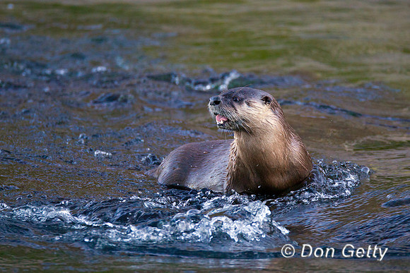 Otter_River_Z2F7480