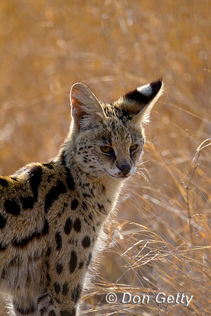 Serval_Z2F6189