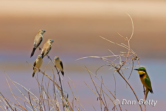 Kenya, "Lonchura cantans", "Samburu National Reserve", "Silverbill, African"
