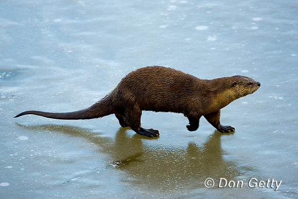 Otter_River_D4B9727