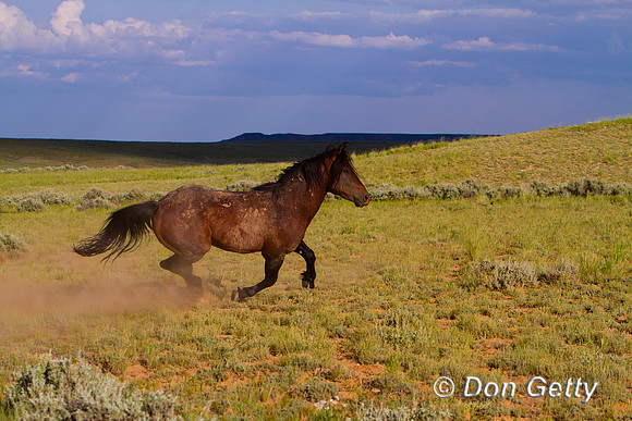 Horse_MG_8419