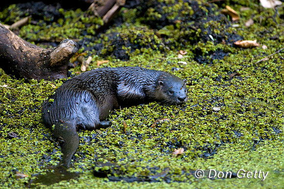 Otter_Rvr_D4B9403