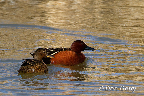 Teal_Cin_IMG_0184