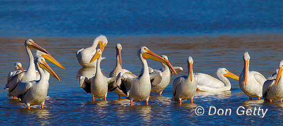 Pelican_Wht_Z2F2726