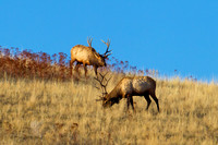 Elk_Z2F0166