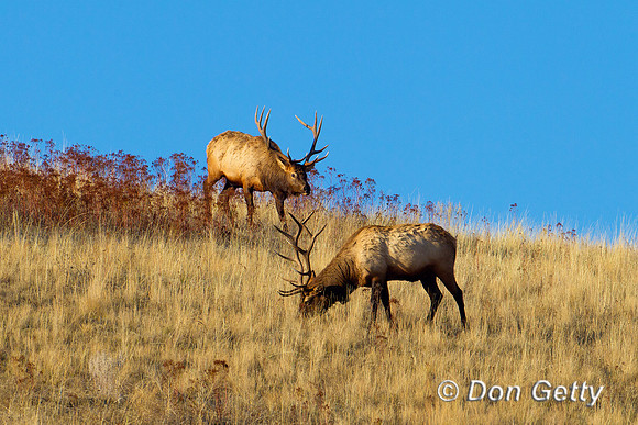 Elk_Z2F0166