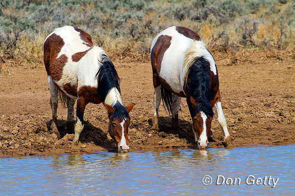 Horse_IMG_0613