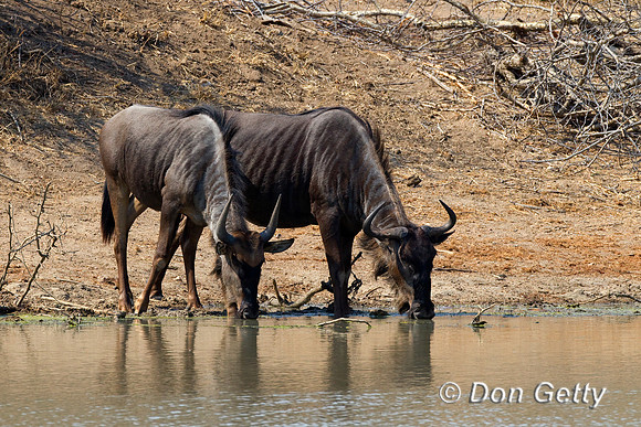 Wildebeest_B_Z2F3918