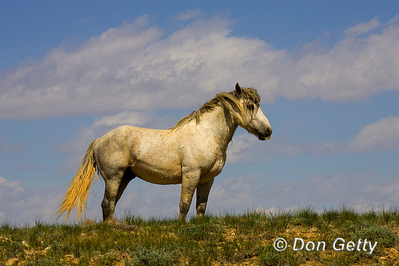 Horse_R8D8767