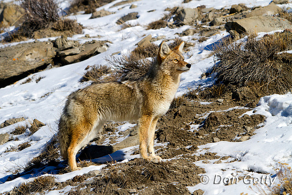 Coyote_MG_6545