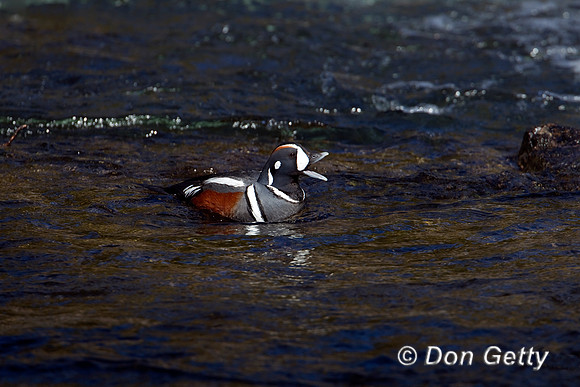 Harlequin Duck