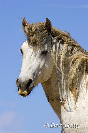 Horse_R8D8843