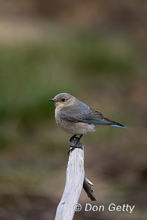 Mountain Bluebird