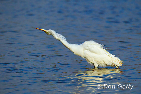 Great Egret